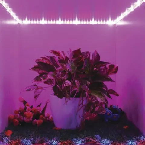Cheap Patriot Lighting® 12′ Led Grow Tape Light